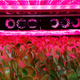 Image for article titled The World's Largest Indoor Vertical Farm Is Being Built in New Jersey